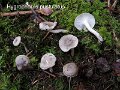 Hygrophorus pustulatus-amf963